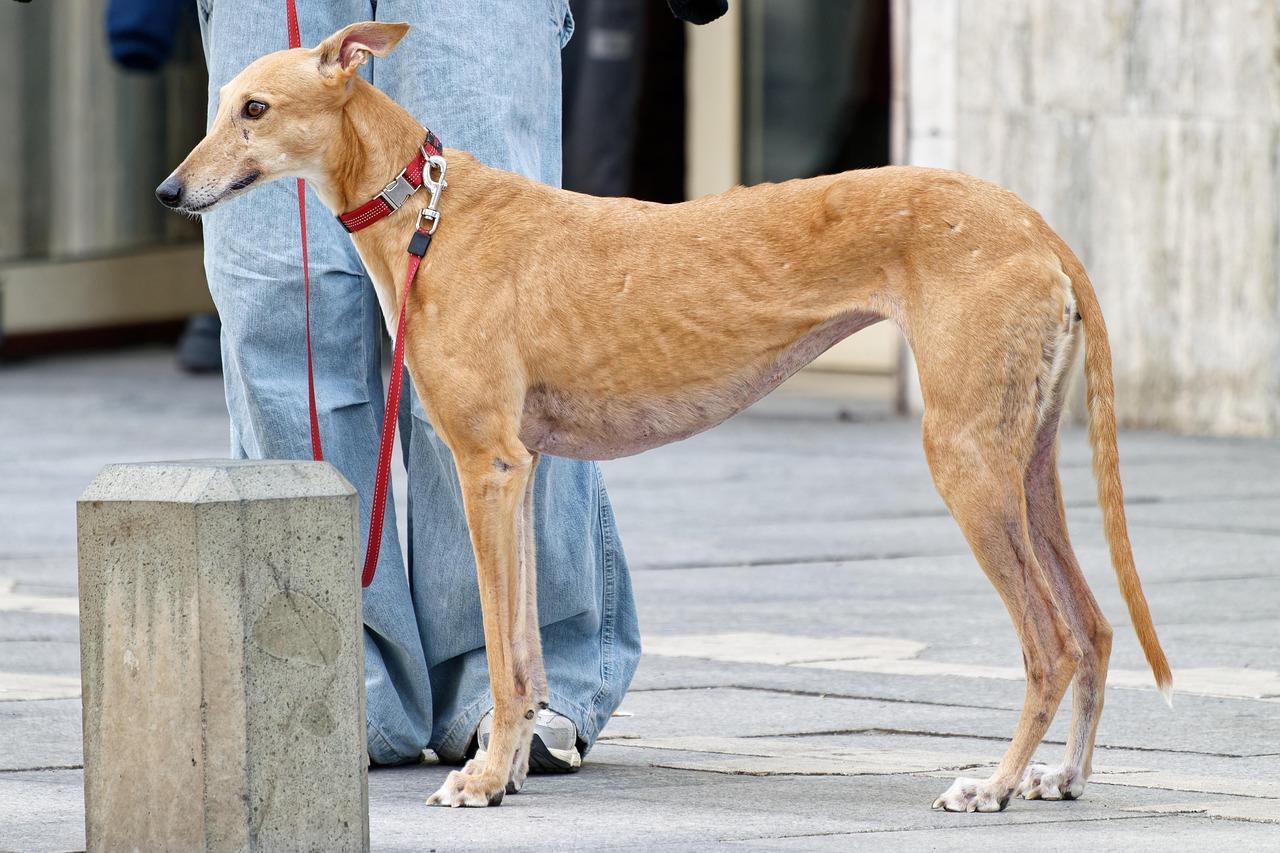 Dog Owners Transform Tsim Sha Tsui Parks Into Fitness Community Hubs