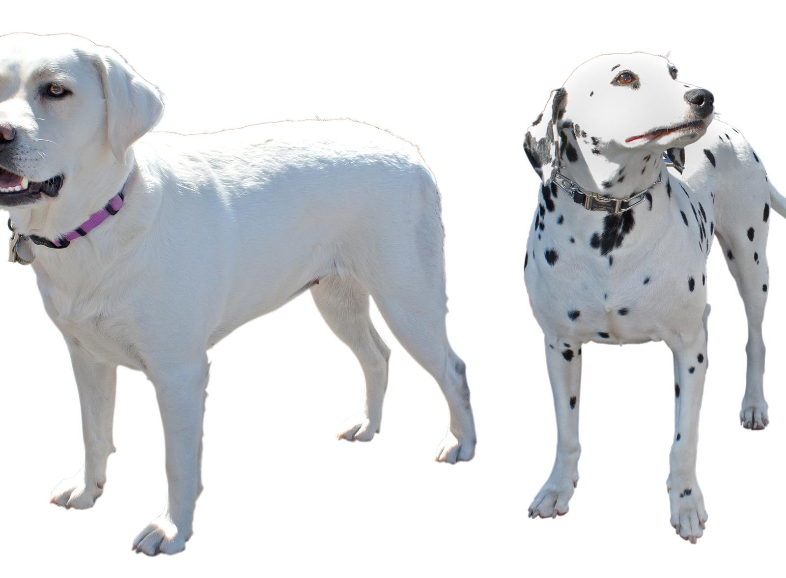 Stanley's 9 Pet-Friendly Restaurants and 1 Dog-Welcoming Hotel Guide