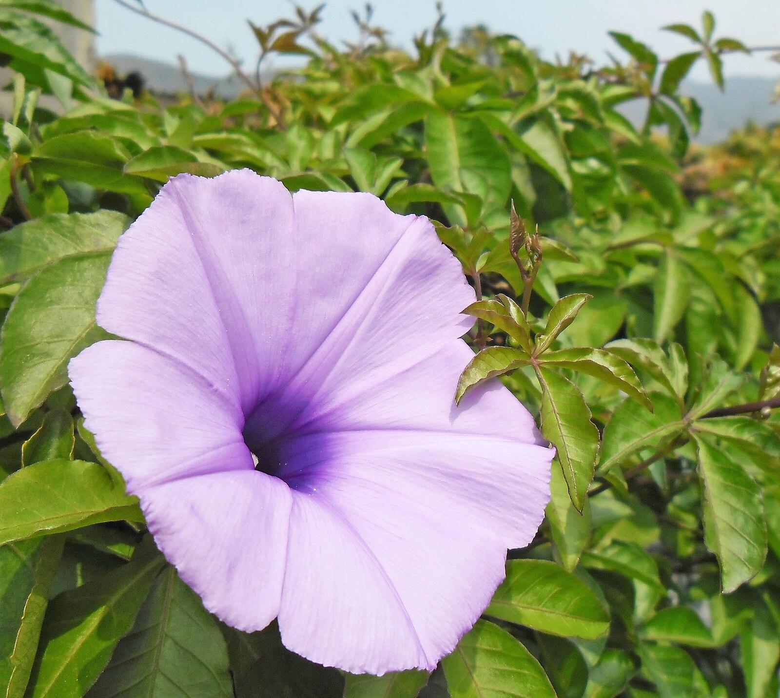 ✿Ipomoea cairica Flower in Hong Kong✿