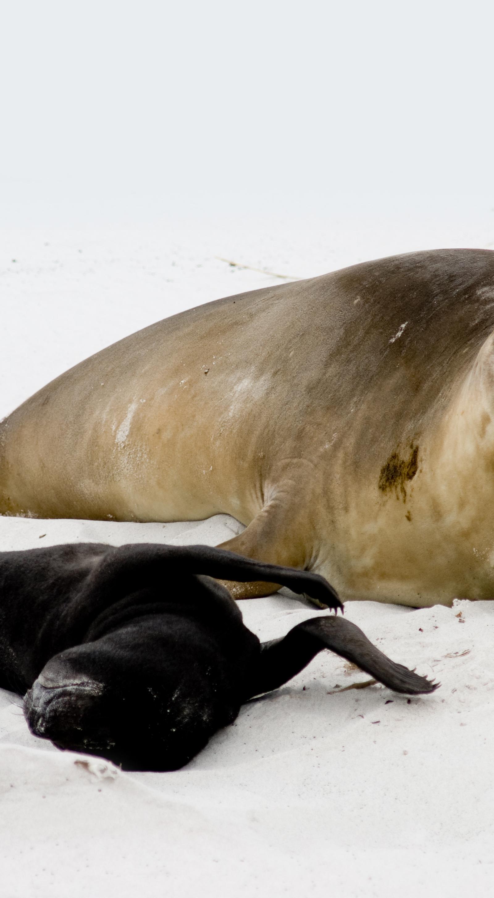 Stanley Families Discover Penguins, Seal Cruises, Ancient Volcanic Peaks