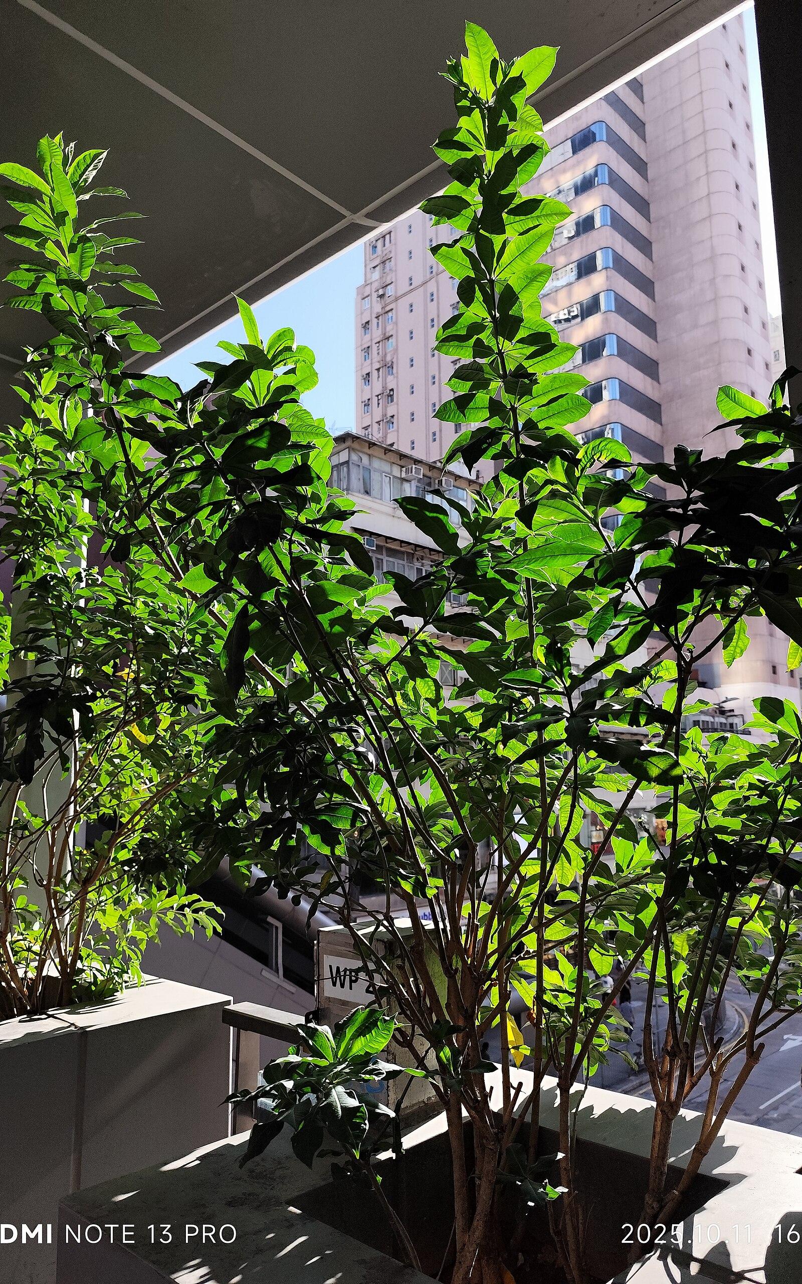HK MK 旺角 Mong Kok Road 旺角行人天橋系統 Mong Kok footbridge system green leave plant October 2025 N13P